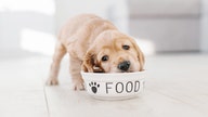 Thousands affected as canine brand pulls products over possible hazard - Fox Business News