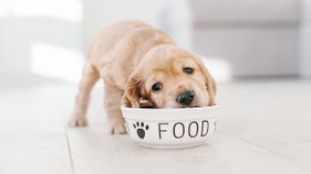 Thousands affected as canine brand pulls products over possible hazard - Fox Business News