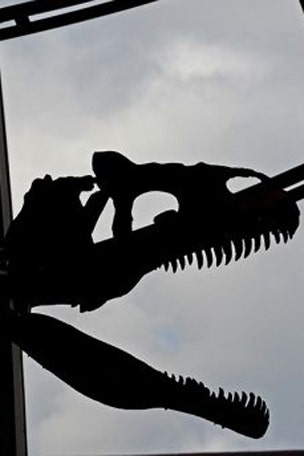 Amazing dino discovery