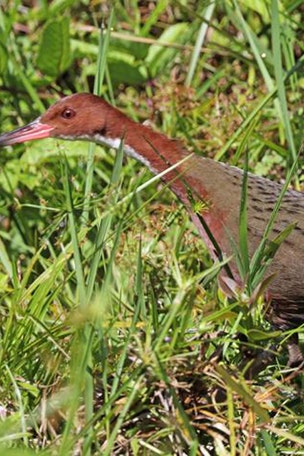 Extinct bird came 'back from the dead'