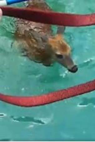 Police: 'You can hear them let out a ‘CHEER’'