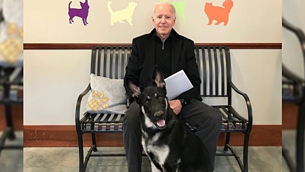 Trump sends Biden get well message after 78-year-old is hurt playing with dog