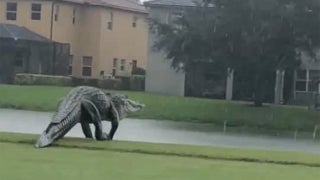 Behemoth alligator spotted strolling across Fla. golf course