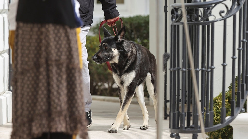 Media smitten before two people were bitten by Biden's dog