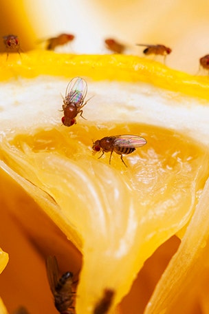 How to GET RID of fruit flies