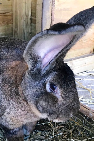 World's biggest bunny STOLEN