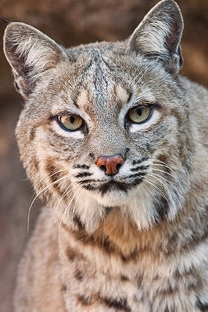 Man CHUCKS bobcat, saves wife