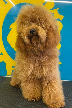 SEE IT: Adorable pups get haircuts after lockdown
