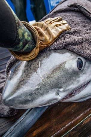 HUGE shark seen near hotspots