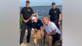 Golden retriever missing for 2 weeks found swimming in NJ bay; rescued by state police