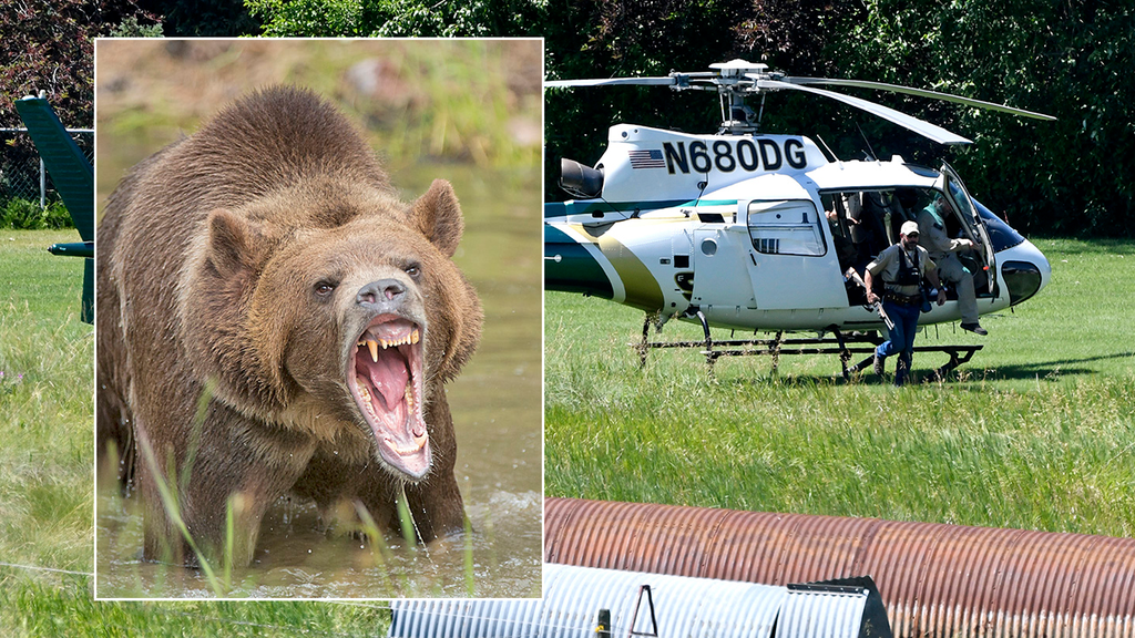 Search is on for Grizzly bear who pulled camper out of tent in Montana, killed her