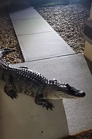 Gator DAMAGES family's house