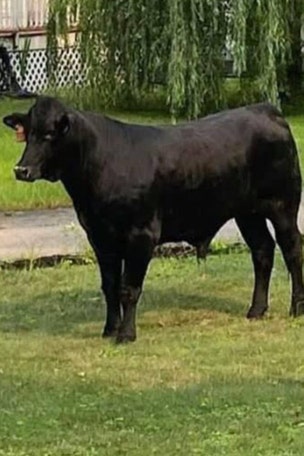 BULL runs through NYC suburb