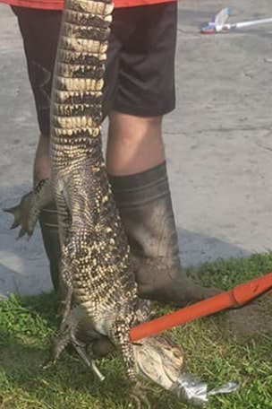 Escaped GATOR found here