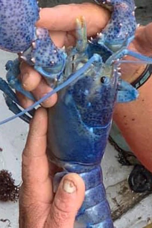 Rare BLUE lobster found ‘just by luck’