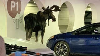 Young bull moose in Colorado parking garage is tranquilized, removed: photos