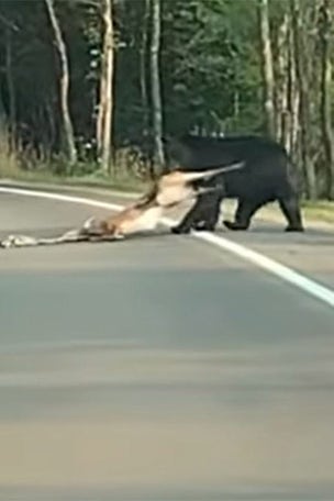 Bear DRAGS deer across road