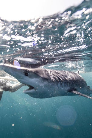 Snorkler swims with SHARK