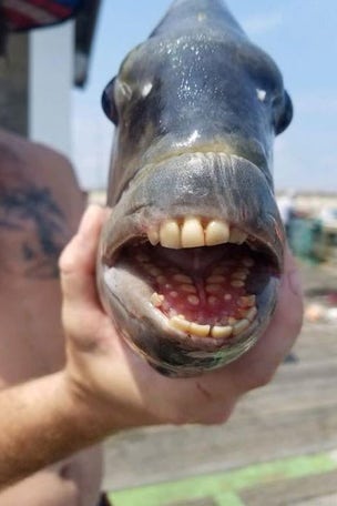 Fish has HUMAN-looking teeth