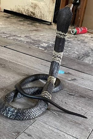 Dangerous snake gone MISSING