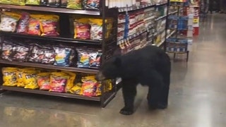 Los Angeles grocery store shoppers terrorized by bear strolling through aisles