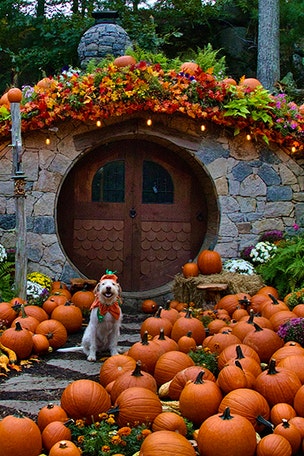 Visit THESE pumpkin patches