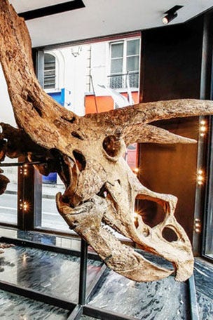 Largest triceratops going to AUCTION