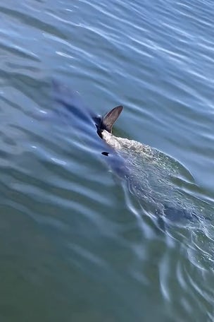 Great White shark CIRCLES boat