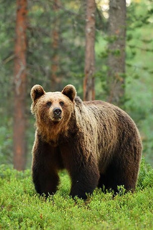 State could CANCEL bear hunt