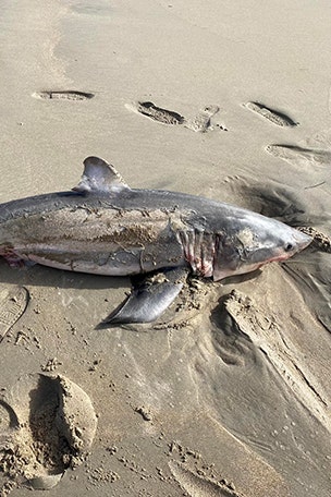 6-foot-SHARK found on beach