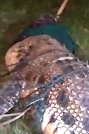 Crocodile freed from TIRE