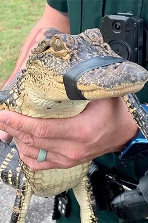 Gator found in school POOL