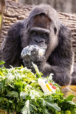 World's OLDEST gorilla celebrates 65th birthday