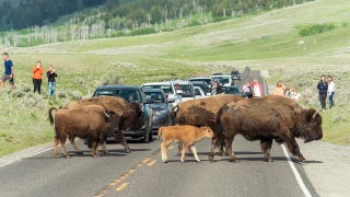 Yellowstone - 7