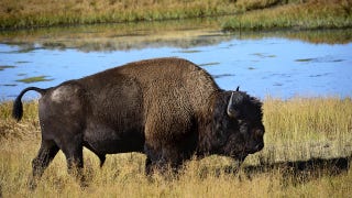 Yellowstone - 2