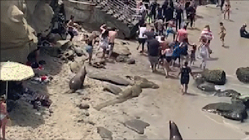 Sea lions chase away beachgoers at popular destination in viral video