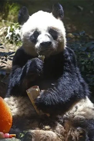 El panda macho más viejo muere