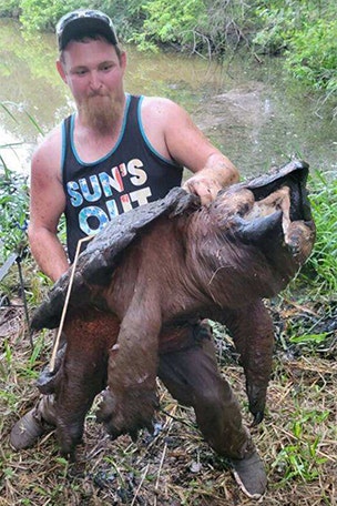 Man catches HUGE snapping turtle