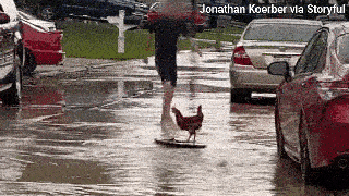 SURF’S UP: Chicken makes the best of a bad situation in viral video