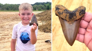 PREHISTORIC PRIZE: 8-year-old discovers unforgettable fossil that's millions of years old