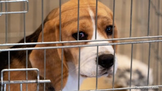 Thousands of beagles rescued from &lsquo;horrible&rsquo; science experiments