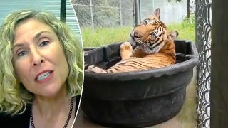 Senate passes Big Cat Safety Act putting stop to private ownership of lions, tigers