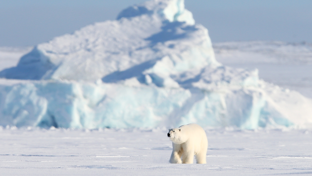 How animals survive the frozen edge of the world