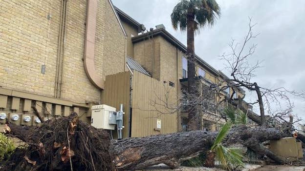 Austin man injured after tree falls on him amid Winter Storm Warning
