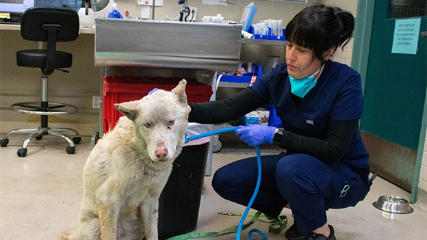 Pasadena Humane Society caring for more than 300 animals