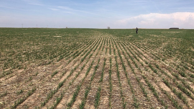 Plains drought to curb US wheat harvest, adding to global supply worries