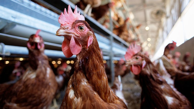 USDA releases proposed framework to reduce salmonella infections linked to poultry products