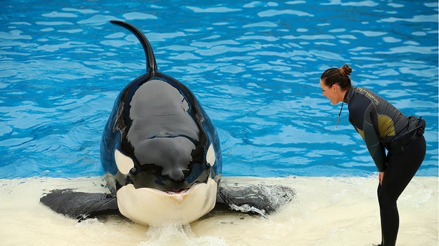 SeaWorld beats Wall Street forecasts