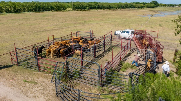 Trump touts UK trade deal as boosting US agriculture, beef producers