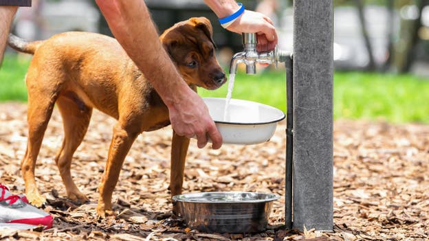 Portland group helping dogs beat the heat